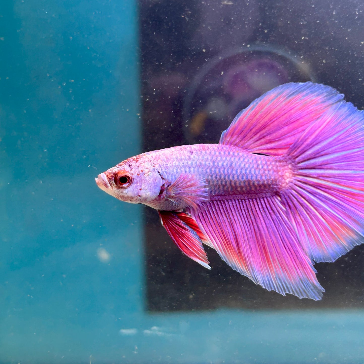 Purple Pink Halfmoon - Male Betta 044