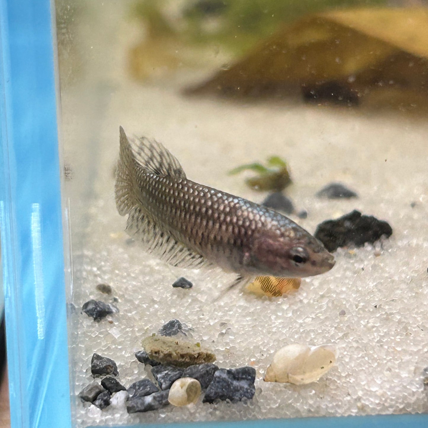 Alien Copper Wild Hybrid - Female Betta