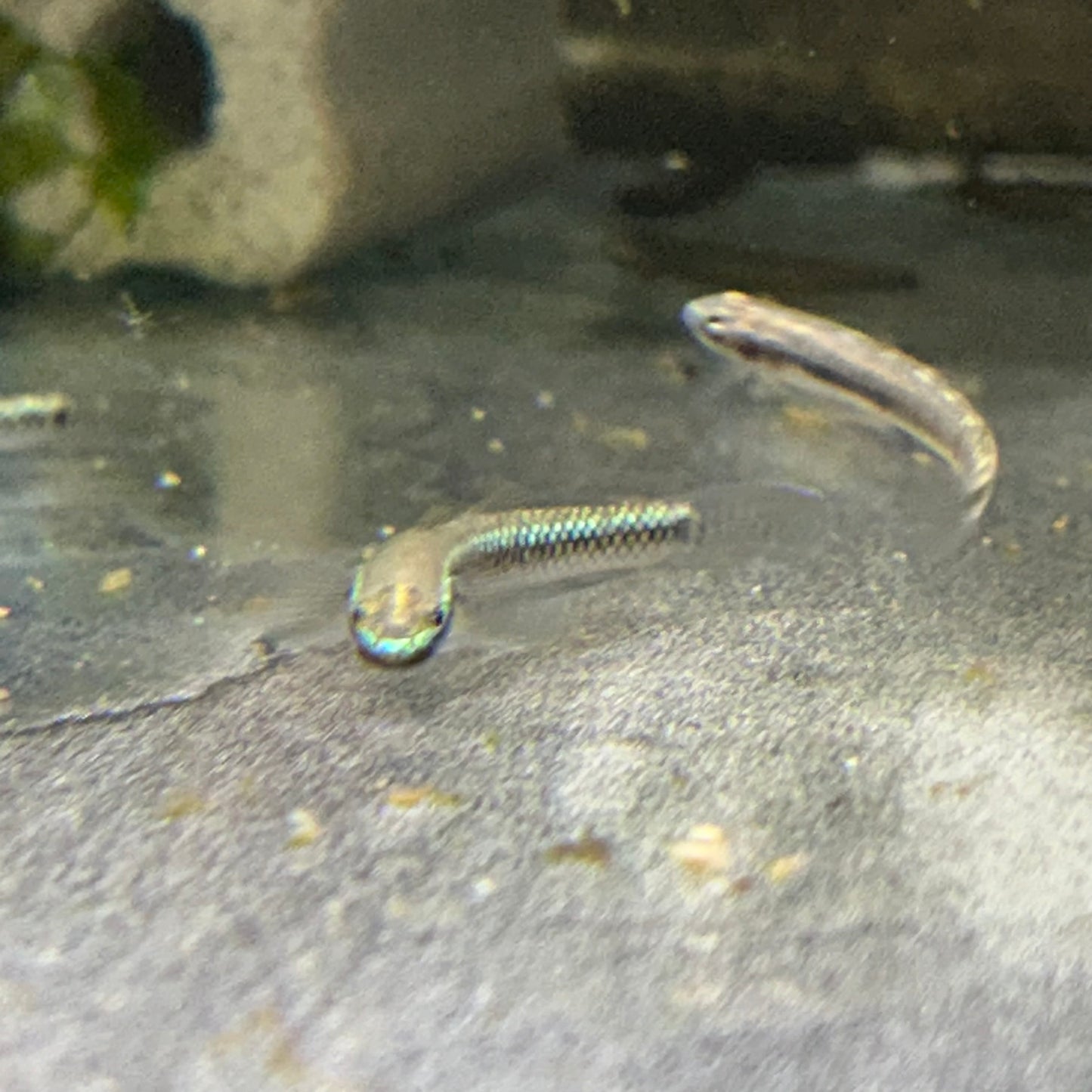 Neon Stiphodon Goby