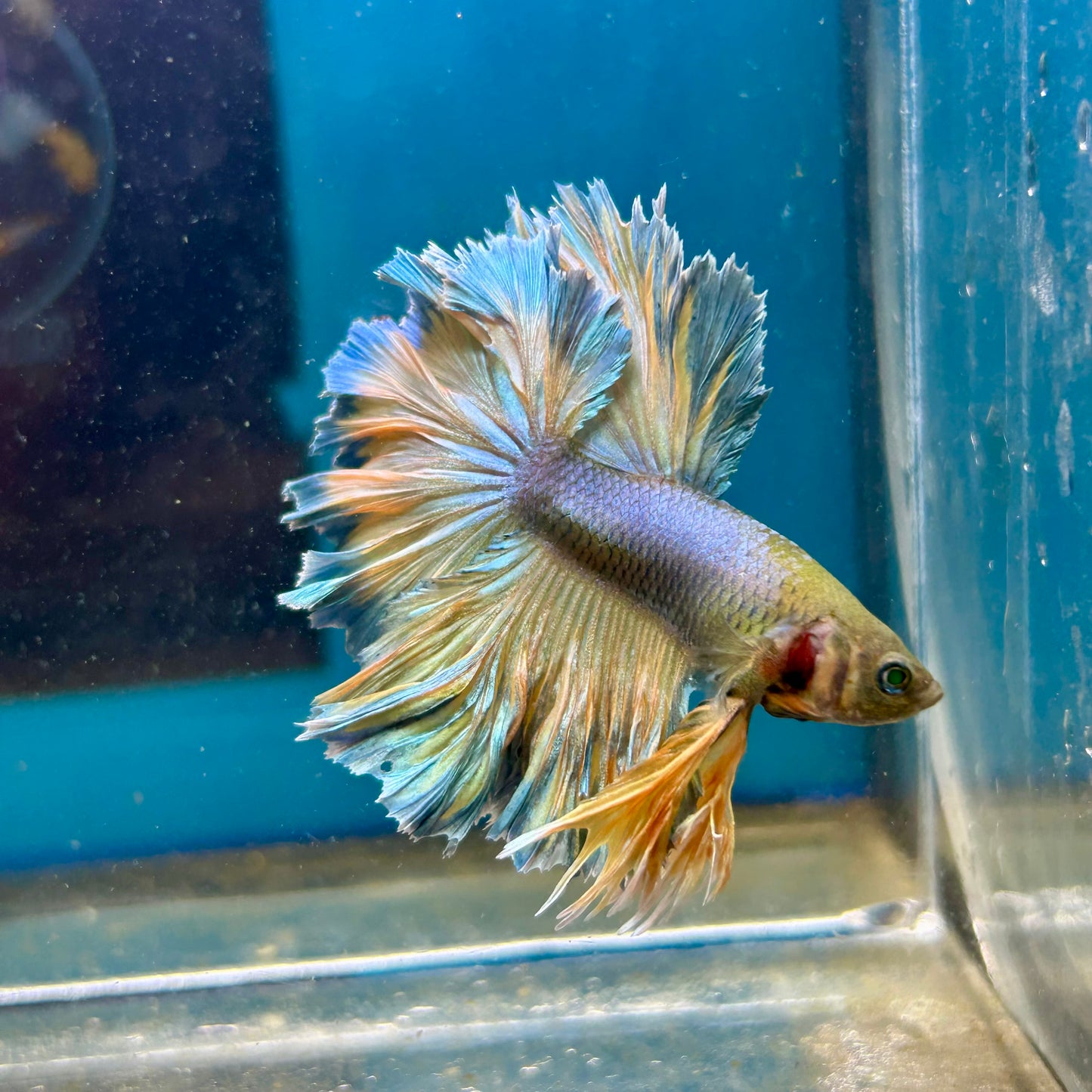 Feather Tail Yellow Mustard Neon - Male Betta 197