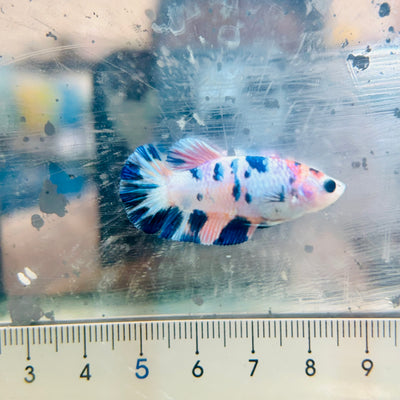 Female Betta Plakat White Candy #191