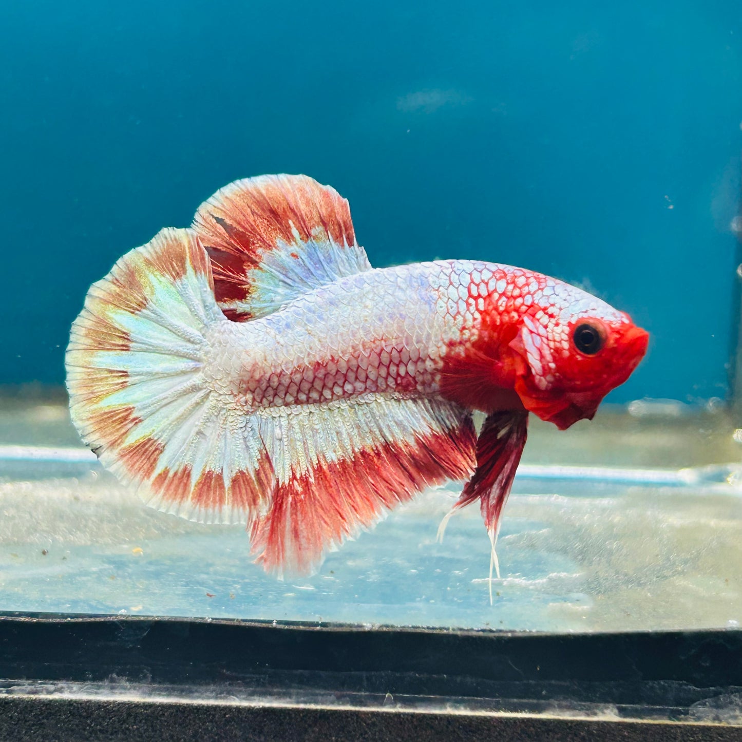 Red Fancy Copper Plakat - Male Betta 066