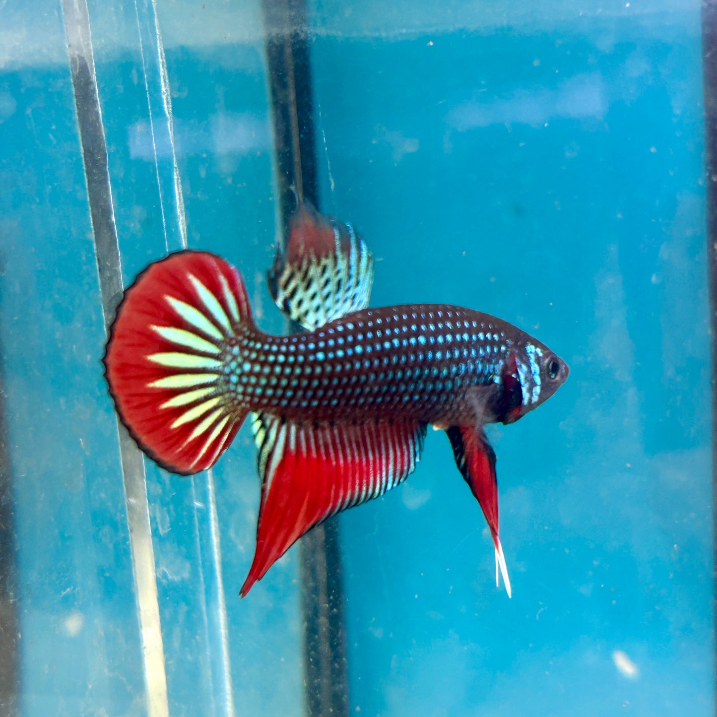 Wild Imbellis Green - Male Betta 045