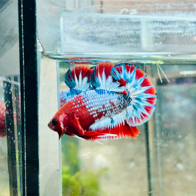 Plakat Red Fancy Male Betta #076