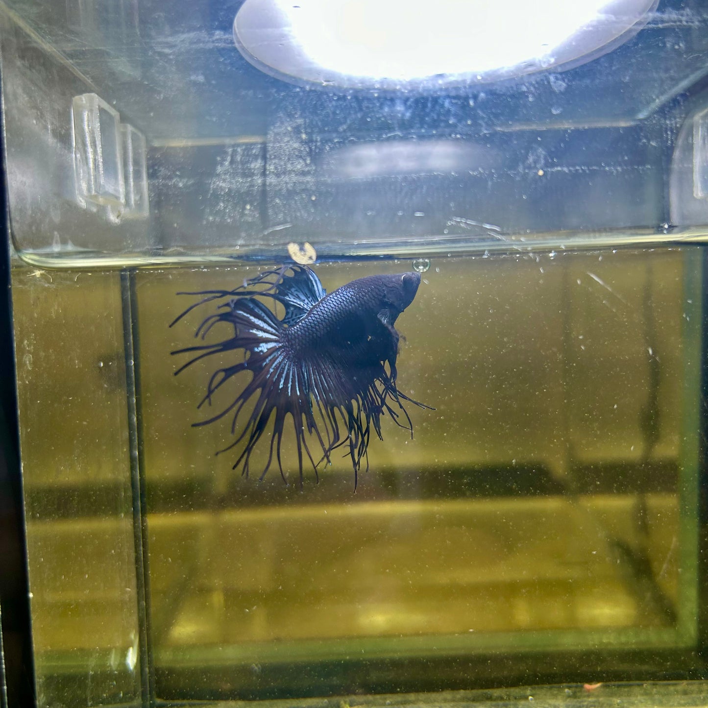 Black Orchid Crowntail - Male Betta 065