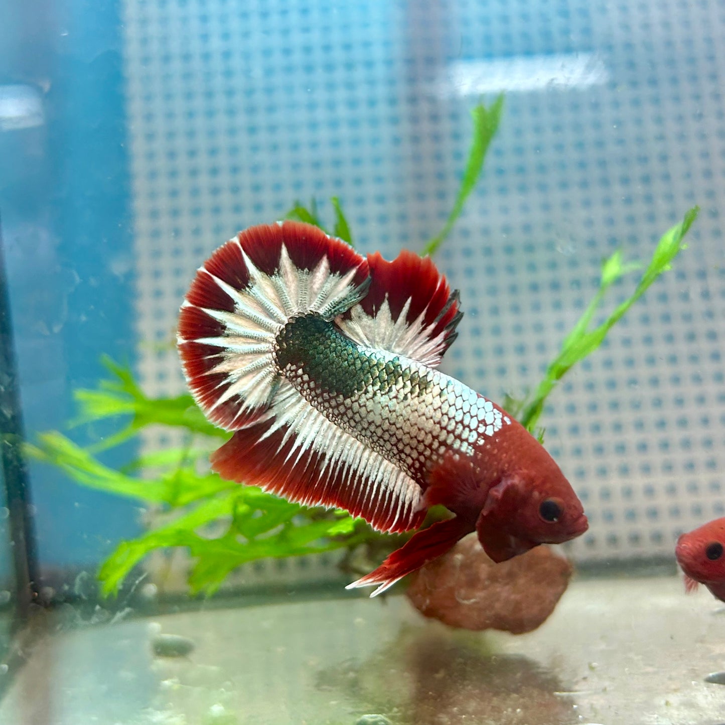 Betta Male Plakat Red Fancy Copper #A115