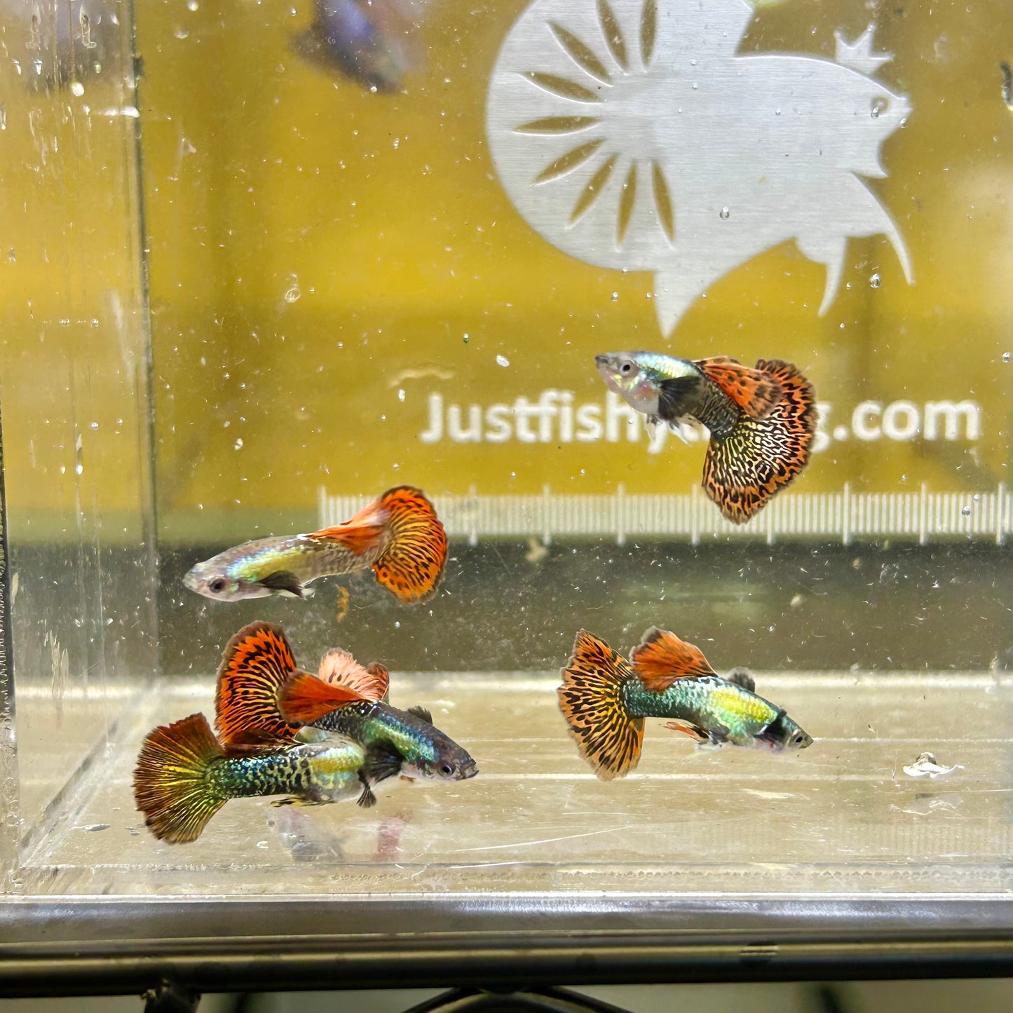 Red Dragon Guppy