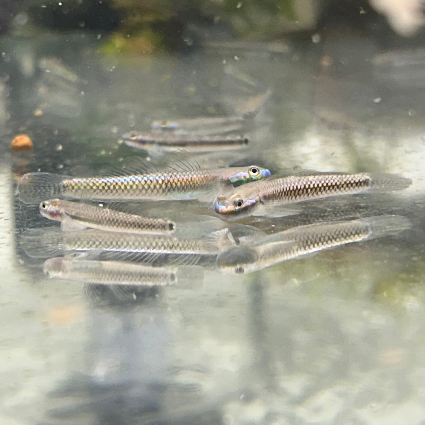 Neon Stiphodon Goby