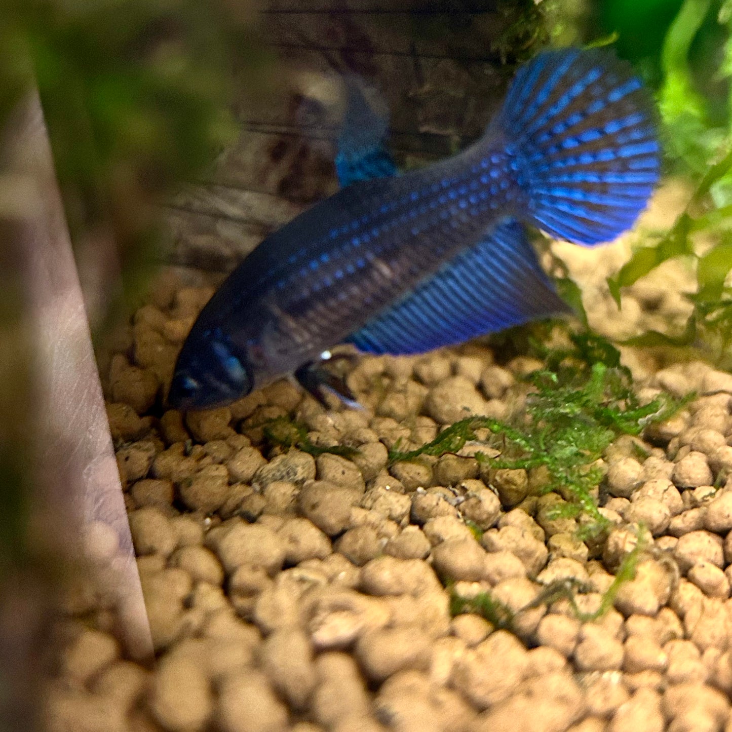 Blue Wild Mahachai - Female Betta A01