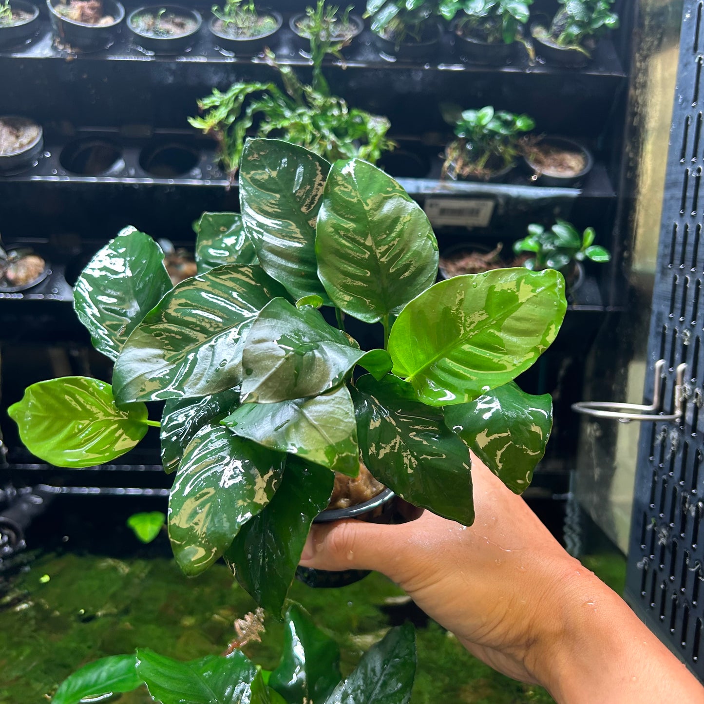 Anubias Barteri Var Barteri Mother Pot
