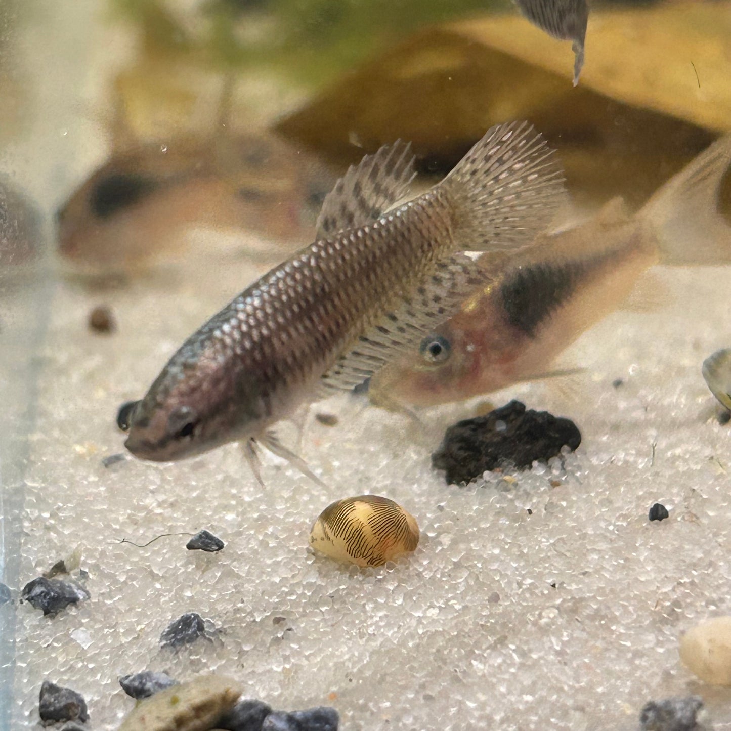 Alien Copper Wild Hybrid - Female Betta