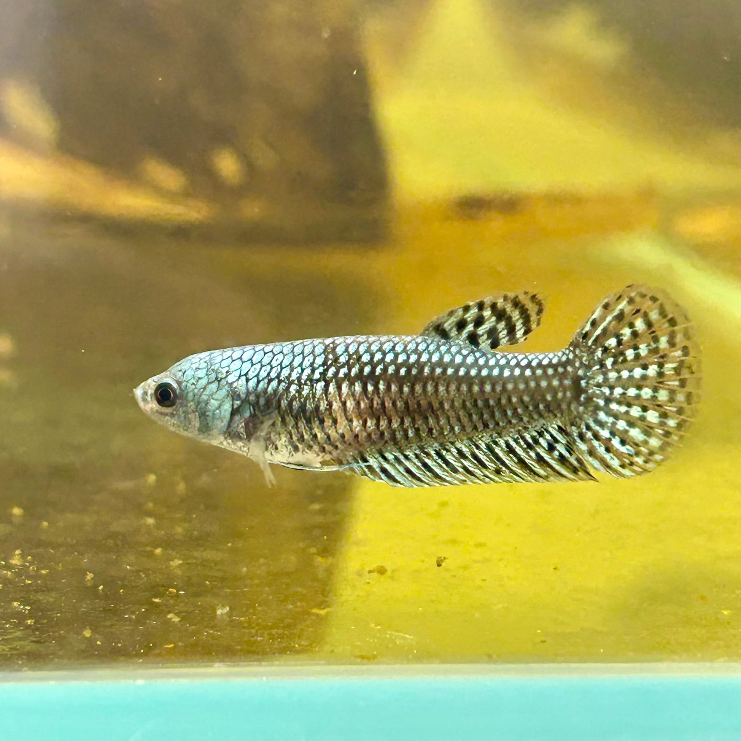 Mixed Wild Type Random Pick - Female sorority