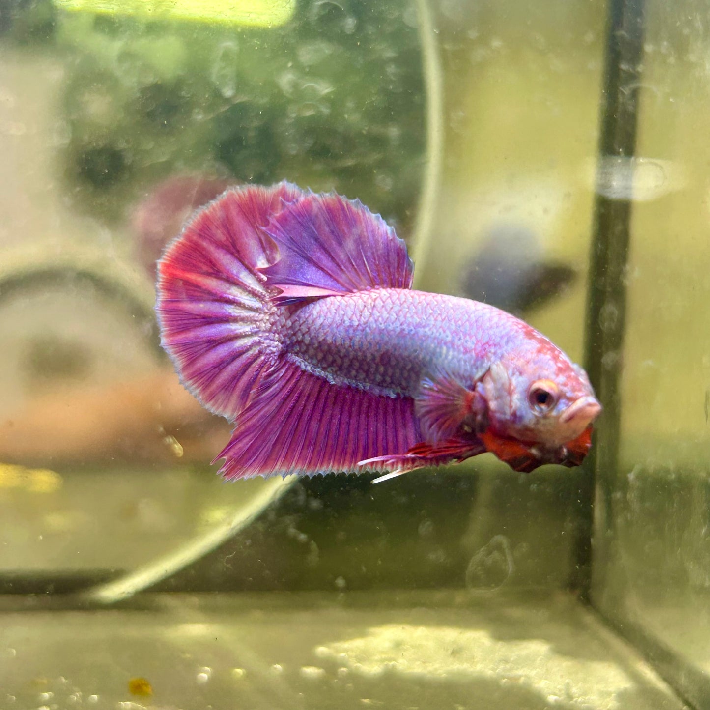 Purple Pink Plakat- Male Betta 082