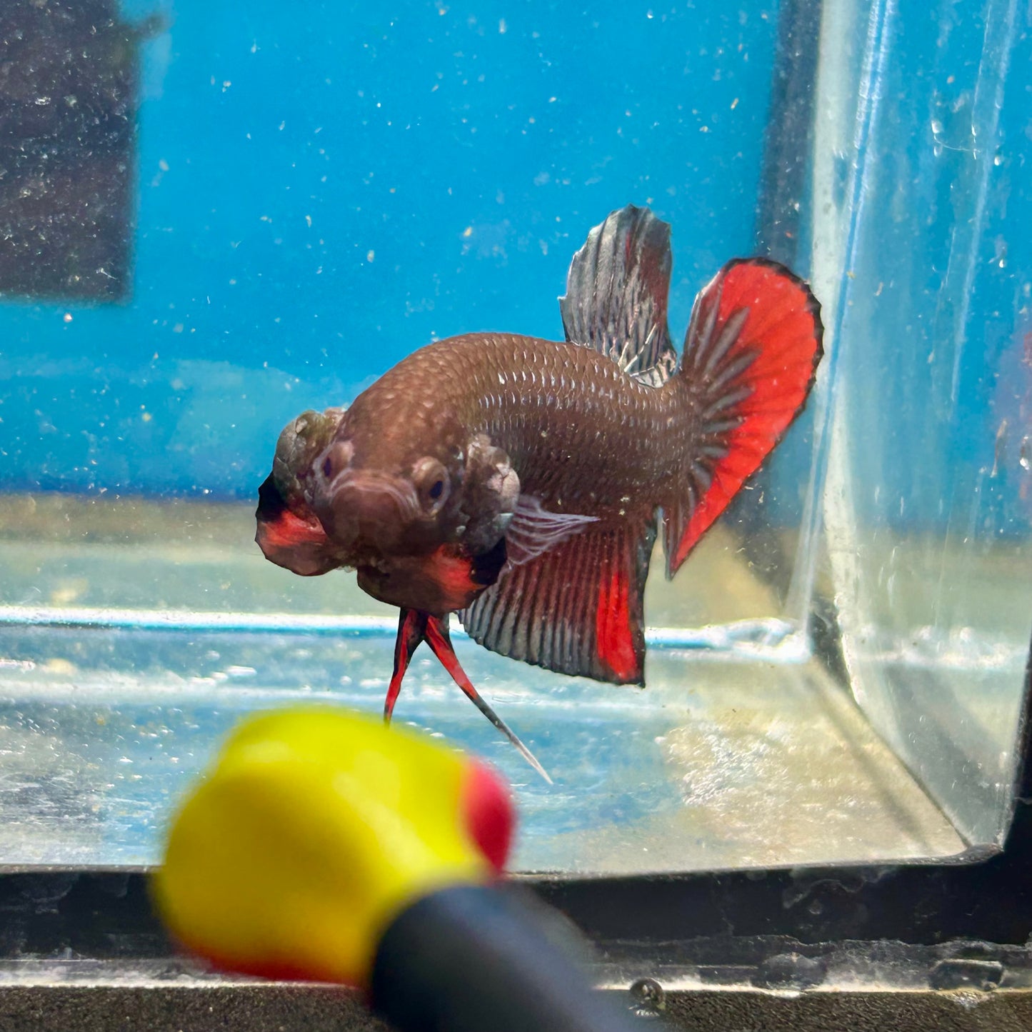 Wild Imbellis Copper - Male Betta 007