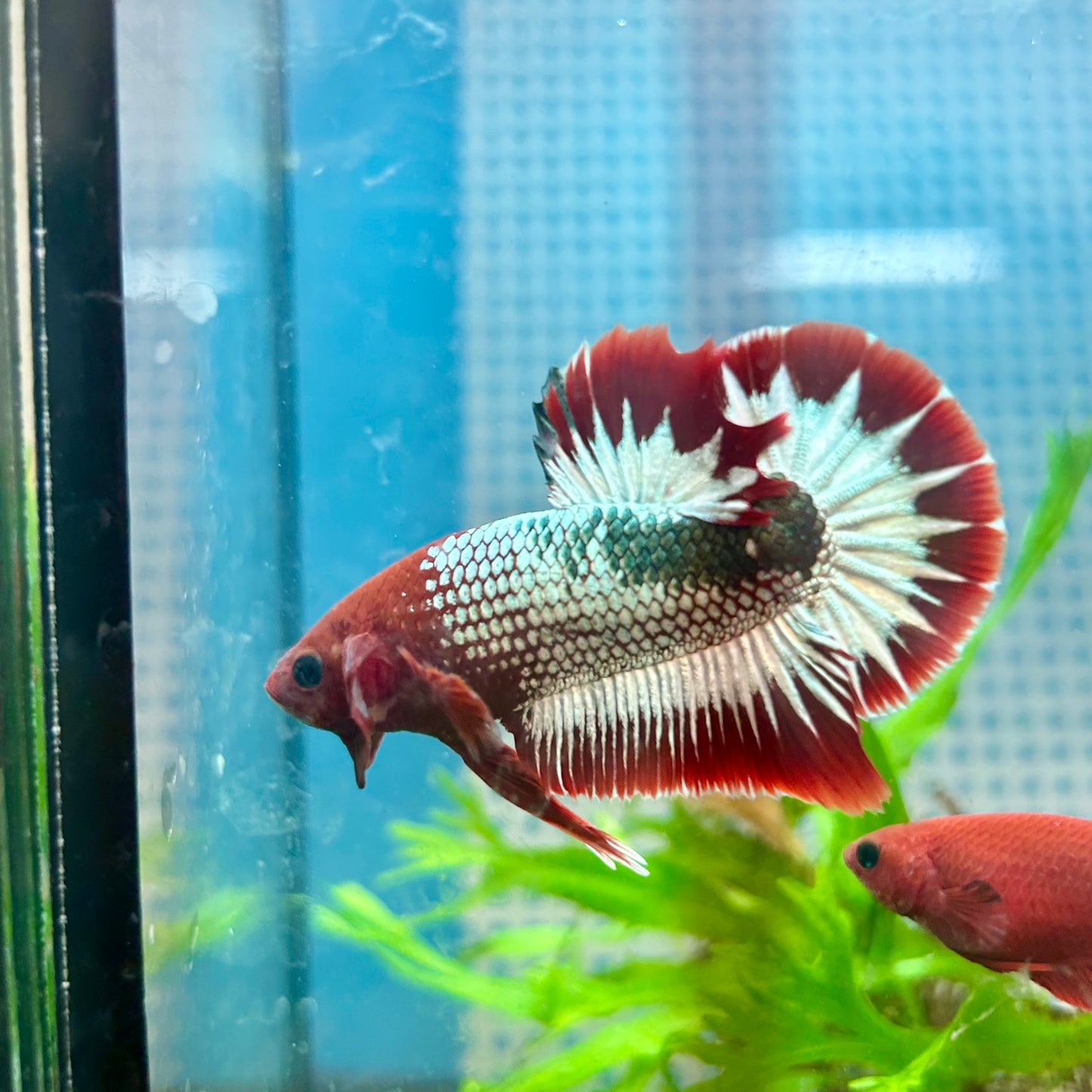 Betta Male Plakat Red Fancy Copper #A115