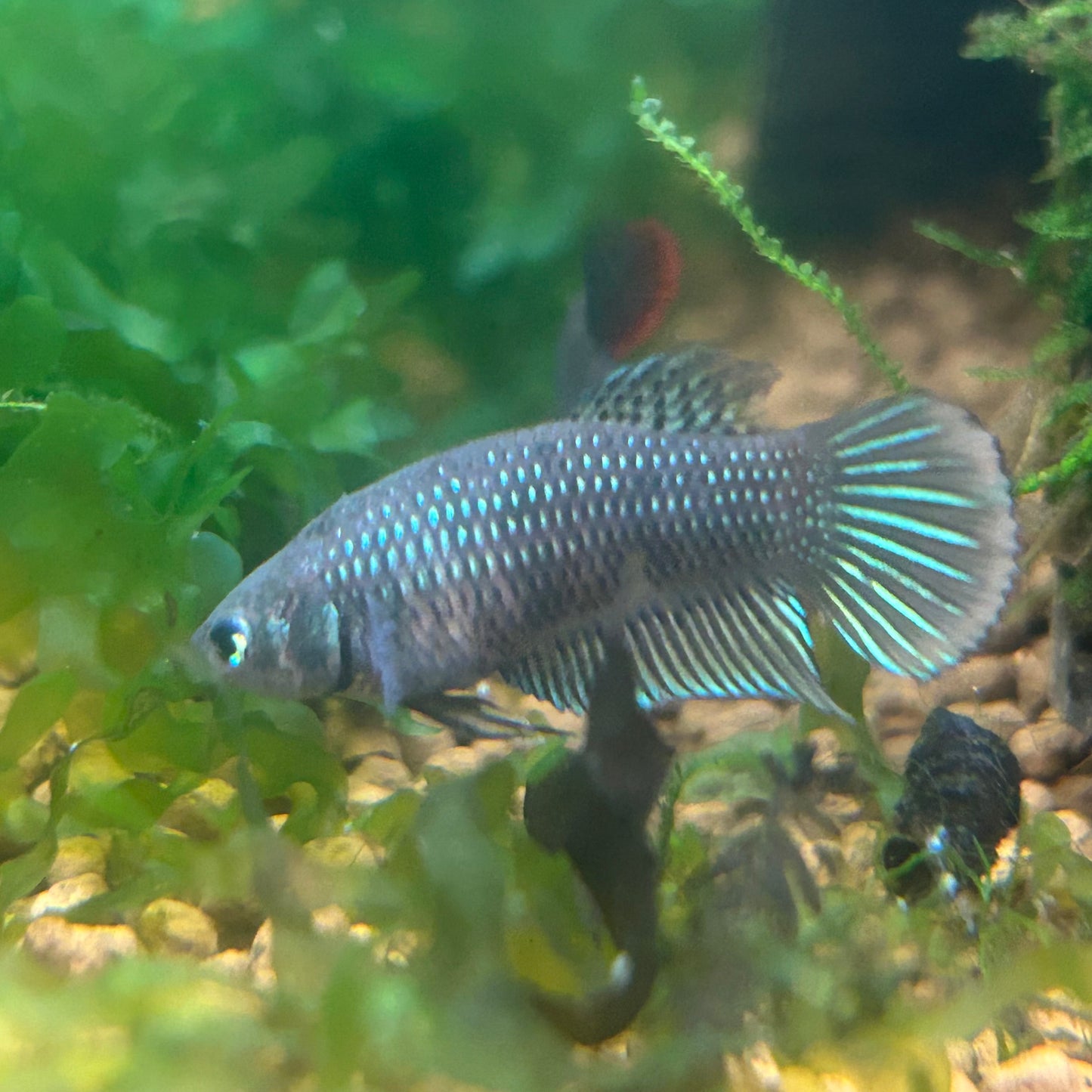 Wild Imbellis Yellow - Female Betta