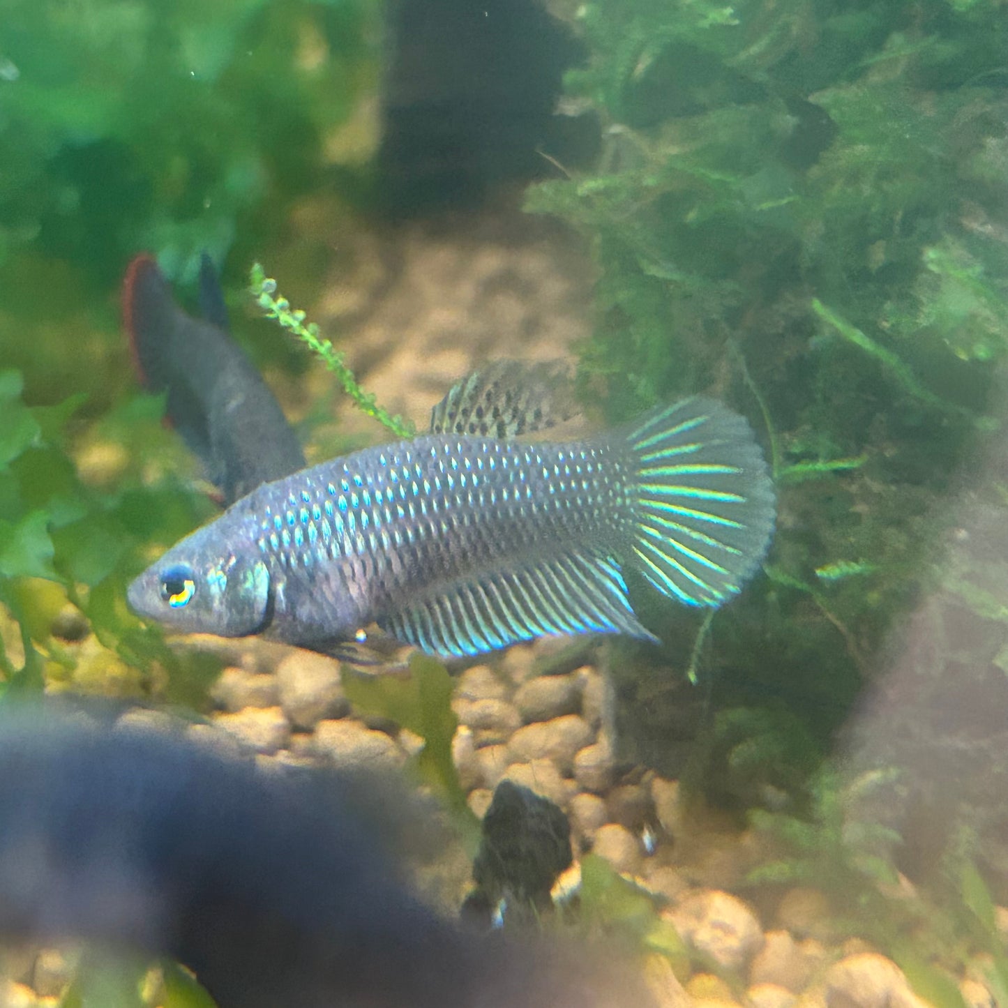 Mixed Wild Type Random Pick - Female sorority