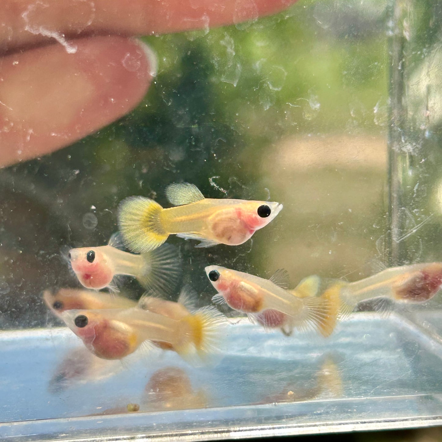 Bụng kính ngắn bằng vàng 24k - Guppy