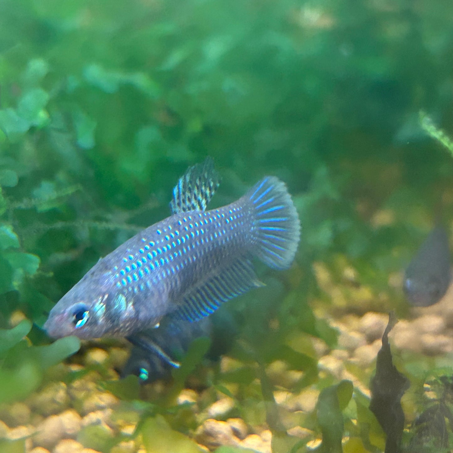 Wild Imbellis Yellow - Female Betta