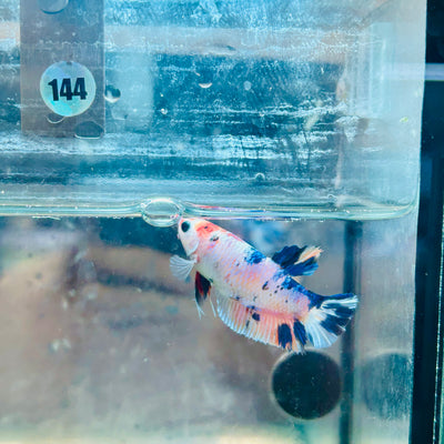 Betta Female Plakat Metallic Candy #144