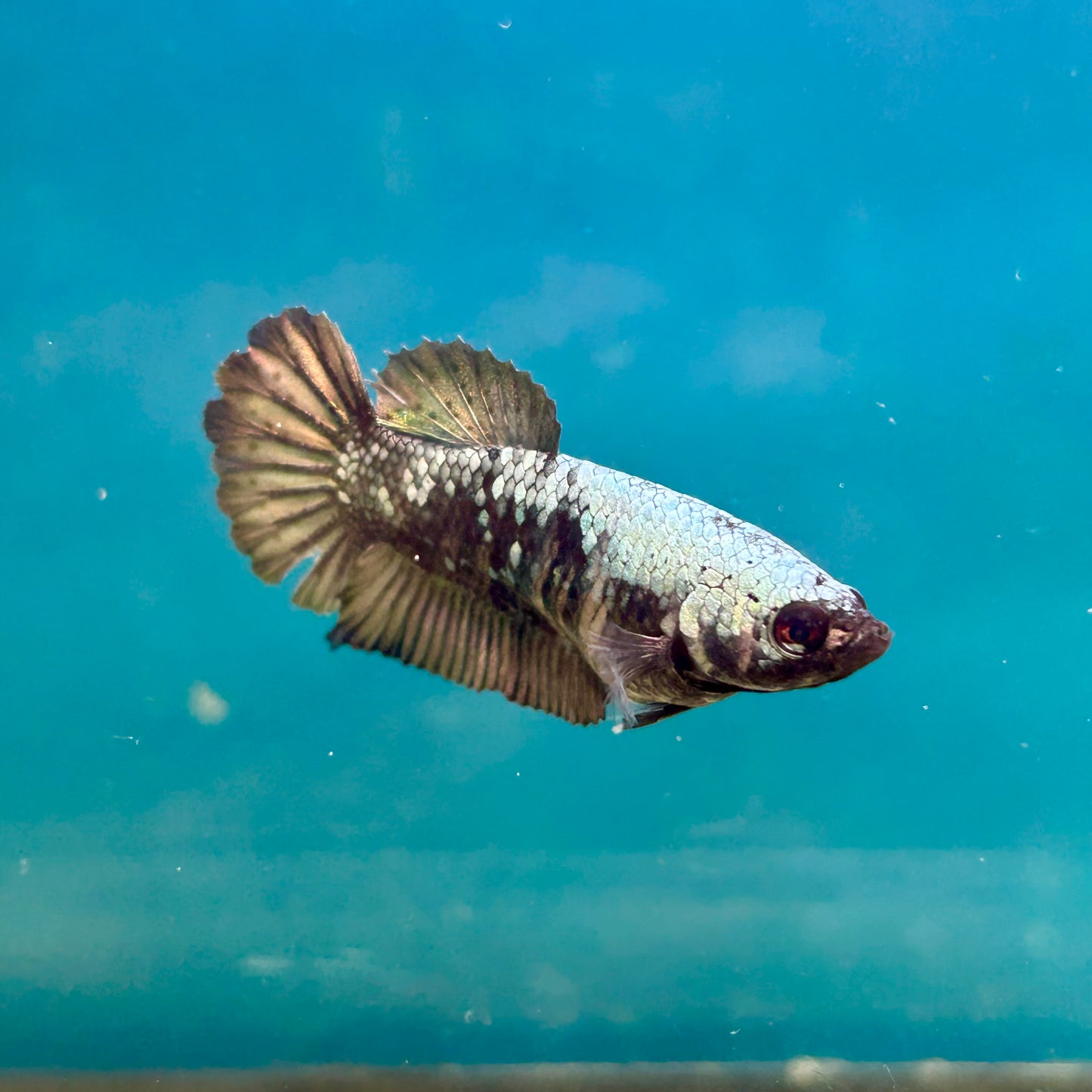 Avarta Copper Plakat - Female Betta A02