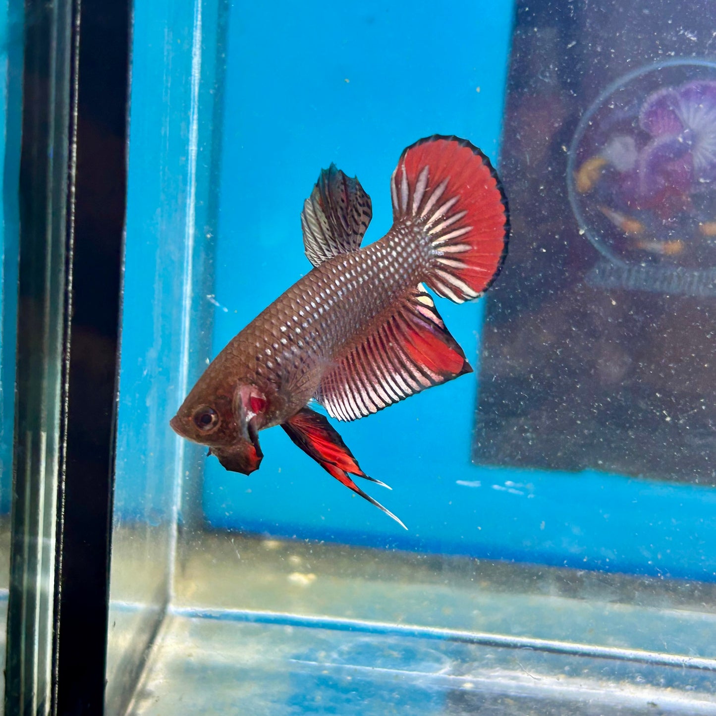 Wild Imbellis Copper - Male Betta 007