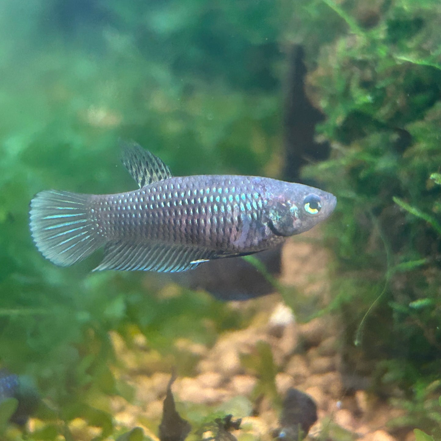 Wild Imbellis Yellow - Female Betta