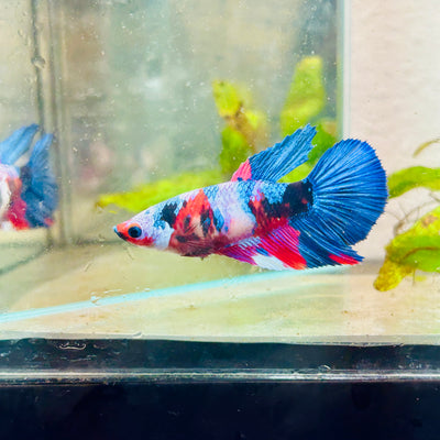 Halfmoon Red Koi Galaxy Female Betta #090