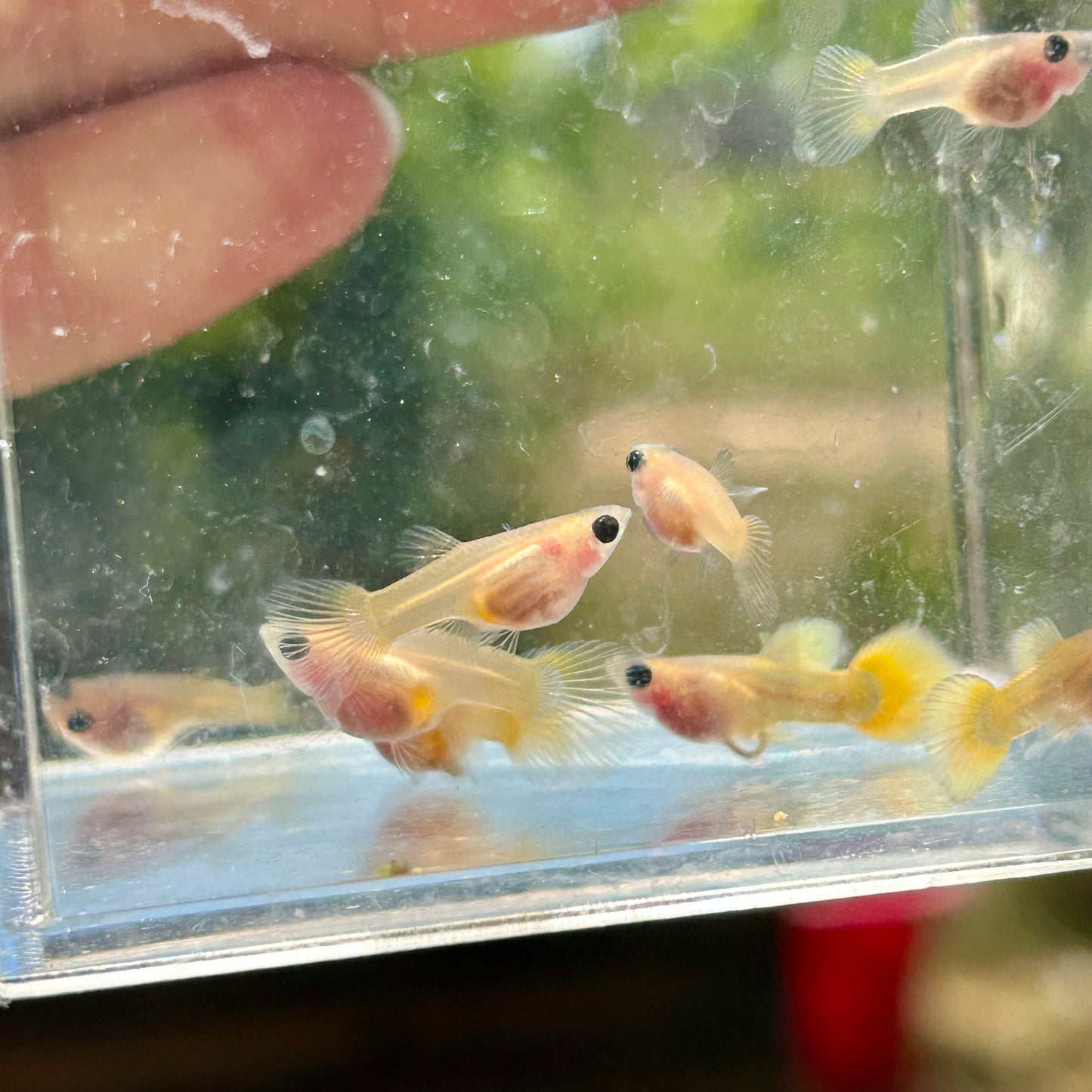 Bụng kính ngắn bằng vàng 24k - Guppy