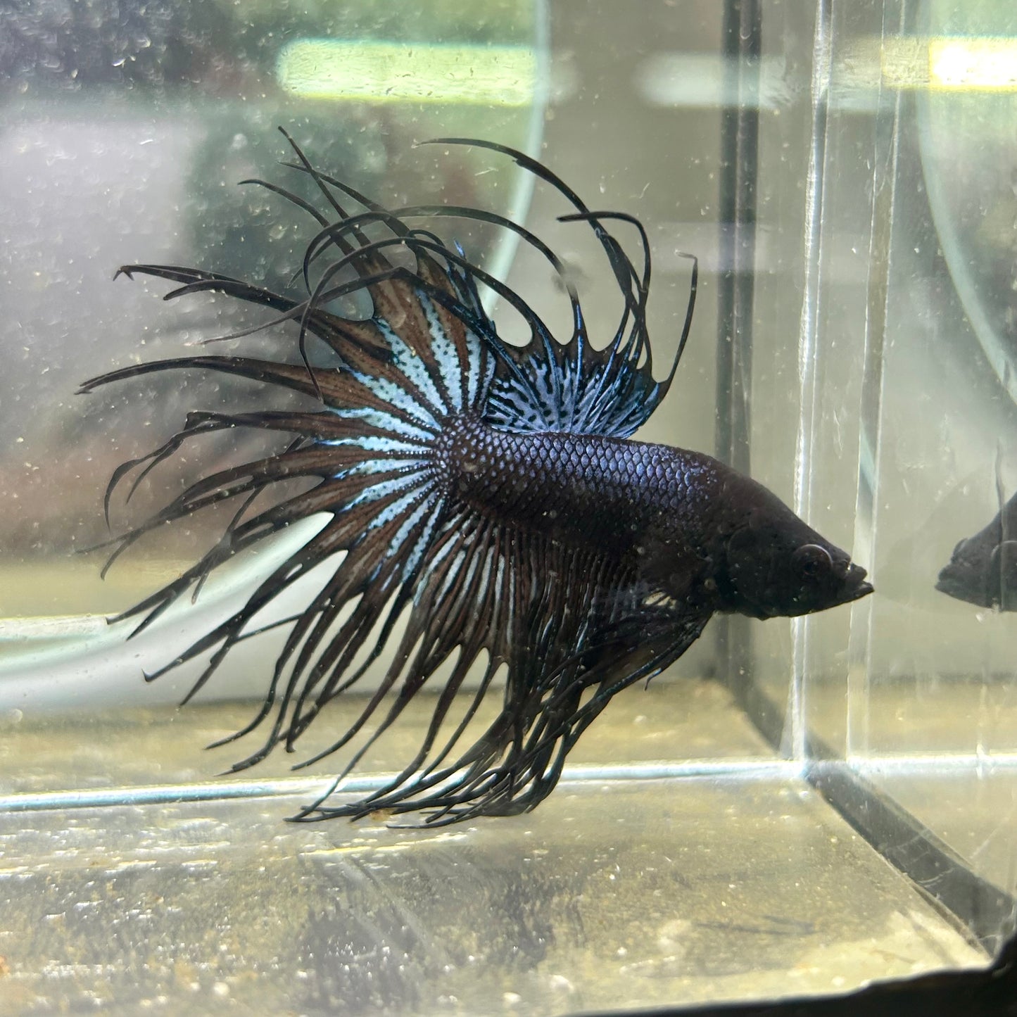 Black Orchid Crowntail - Male Betta 074
