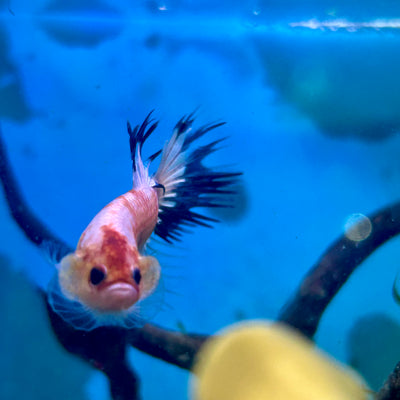 Betta Male Crowntail Koi Tancho #M14