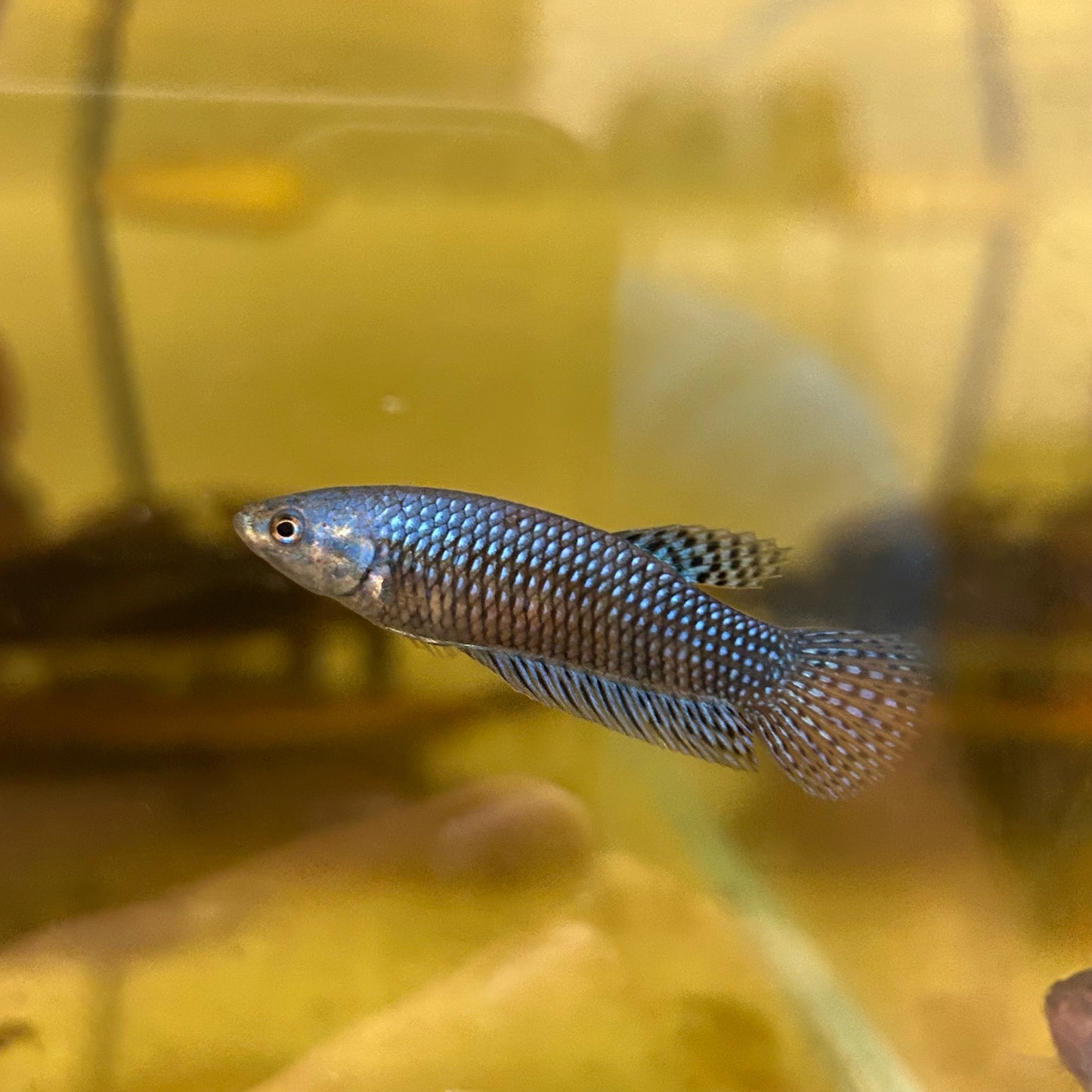 Mixed Wild Type Random Pick - Female sorority