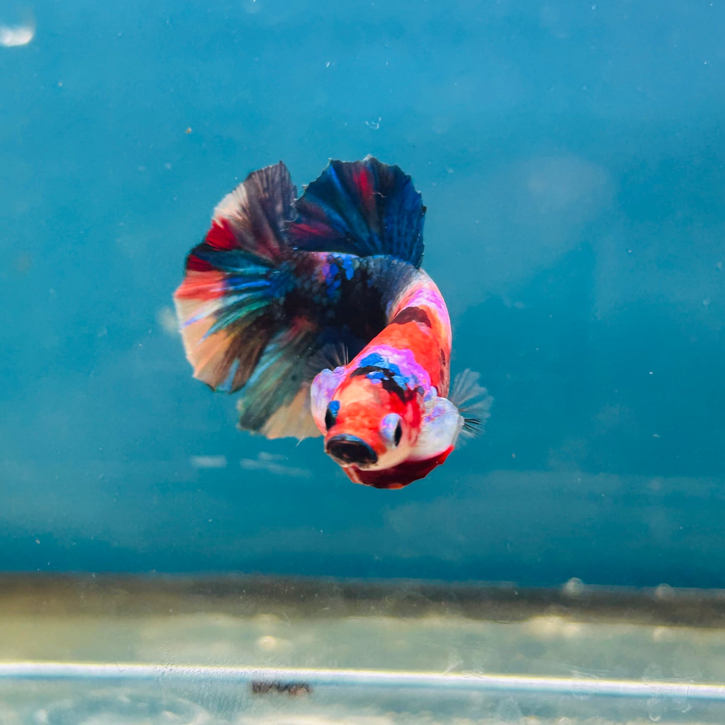 Multicolor Koi Plakat - Male Betta A110