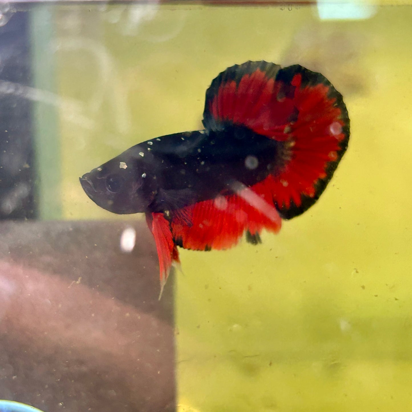 Avarta Vampire Plakat - Male Betta 068