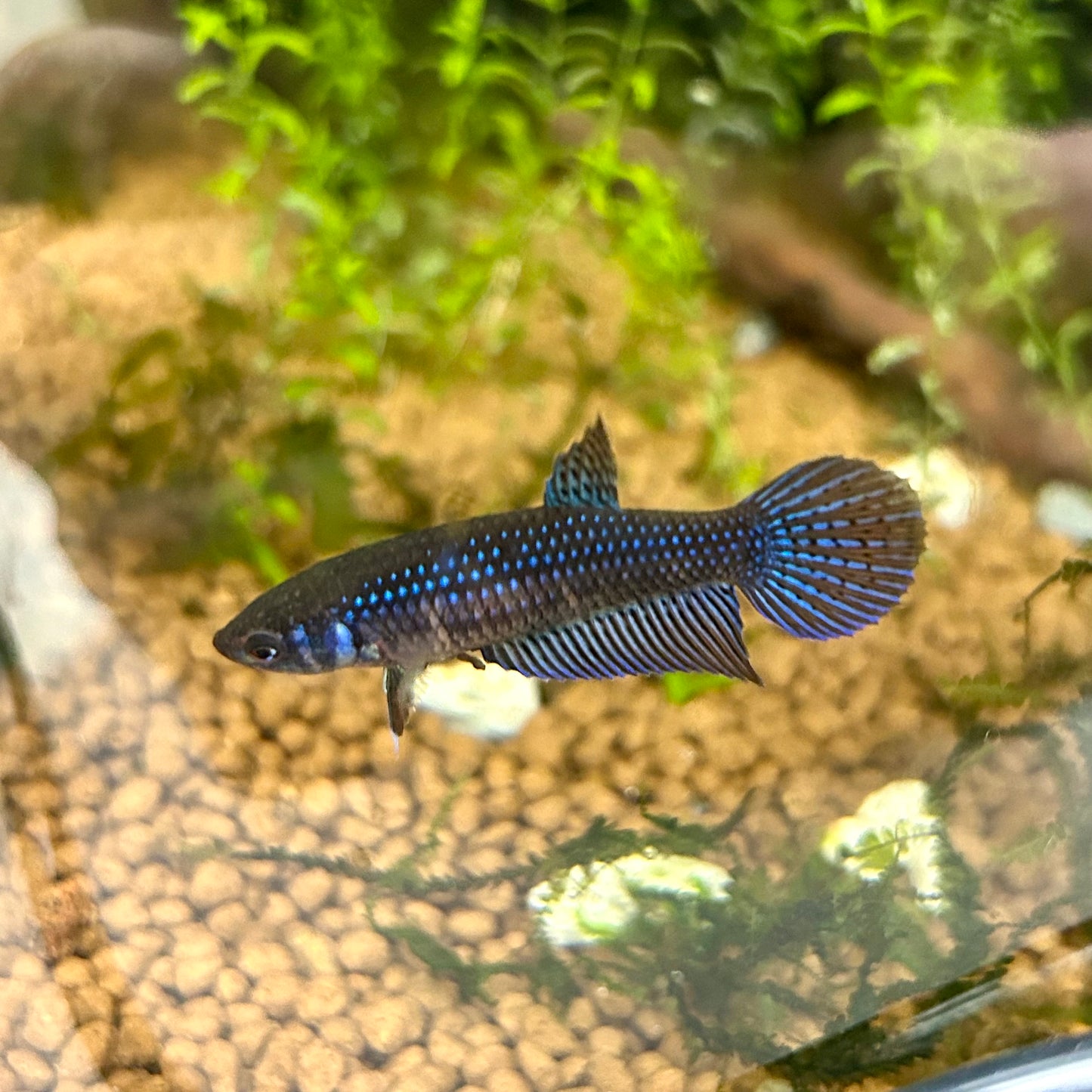 Blue Wild Mahachai - Female Betta A01