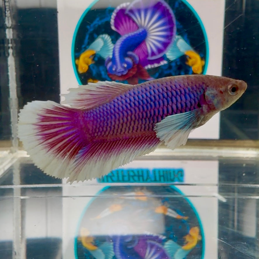Dumbo Lavender Blue light Halfmoon - Female betta M43