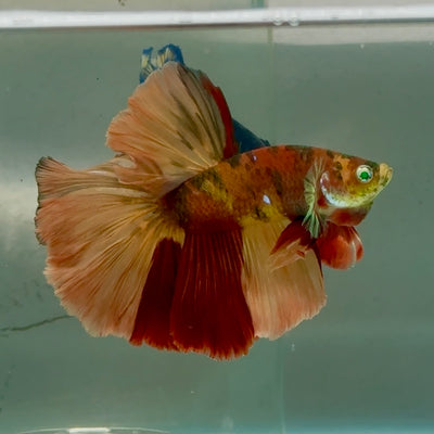 Halfmoon Nemo Green Eye Male Betta #Jul11