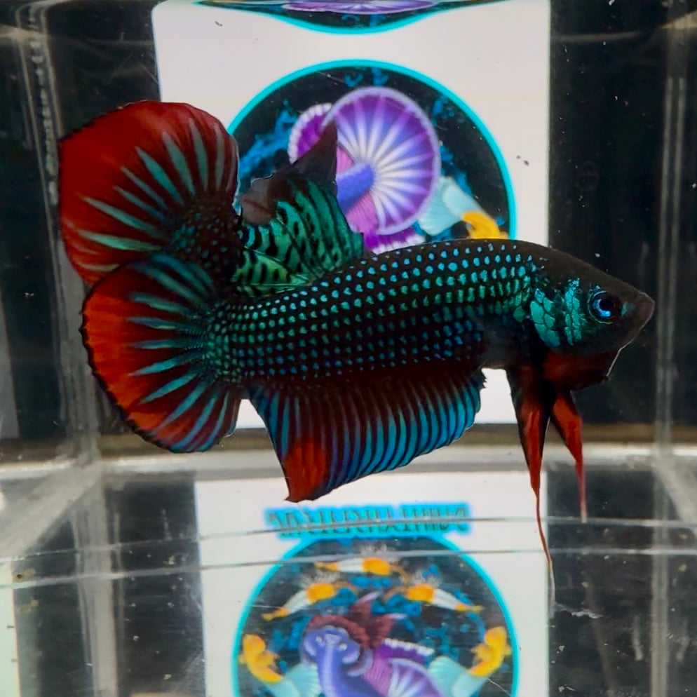 Wild Imbellis A21 Plakat - Male Betta
