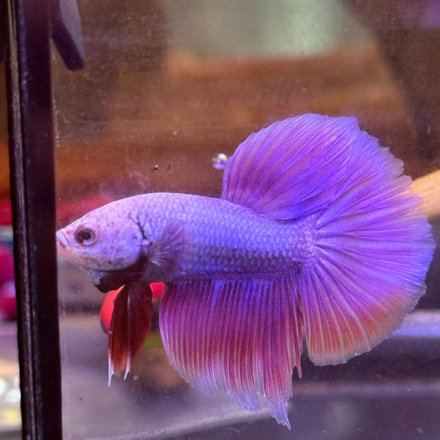 Purple Pink Halfmoon - Male Betta 081