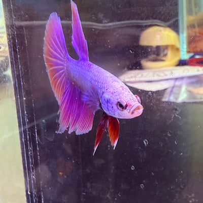 Purple Pink Halfmoon - Male Betta 081