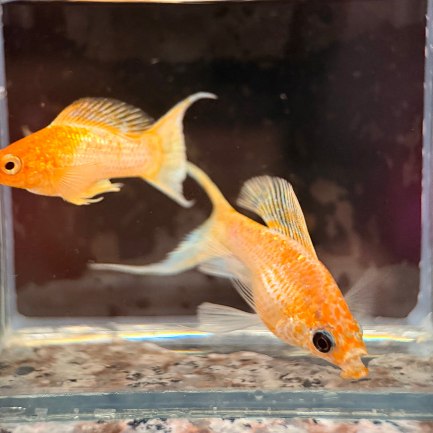 Gold Sakura Balloon Lyre tail Molly