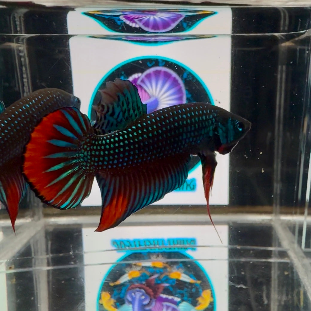 Wild Imbellis A21 Plakat - Male Betta