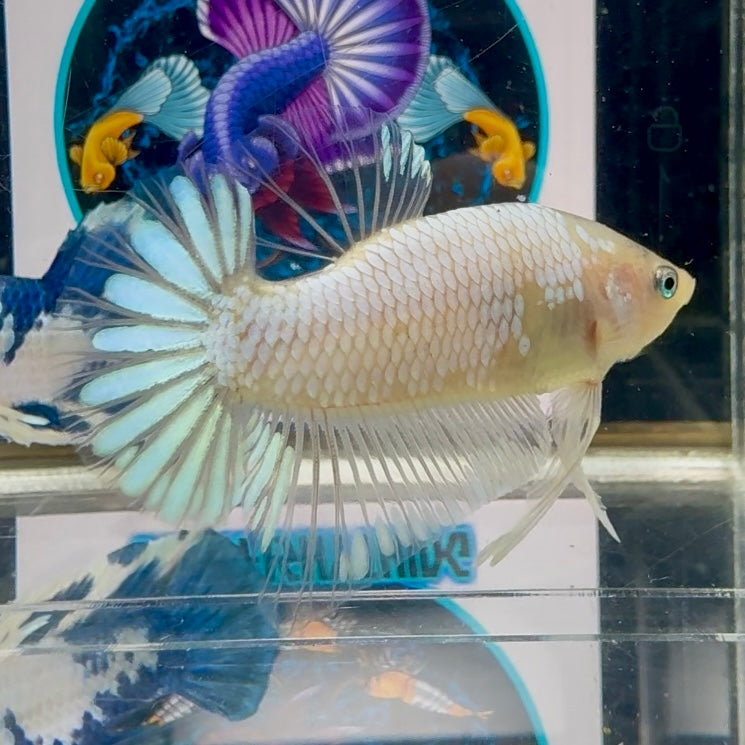 Cellophane Daisy tail- Male Betta M18