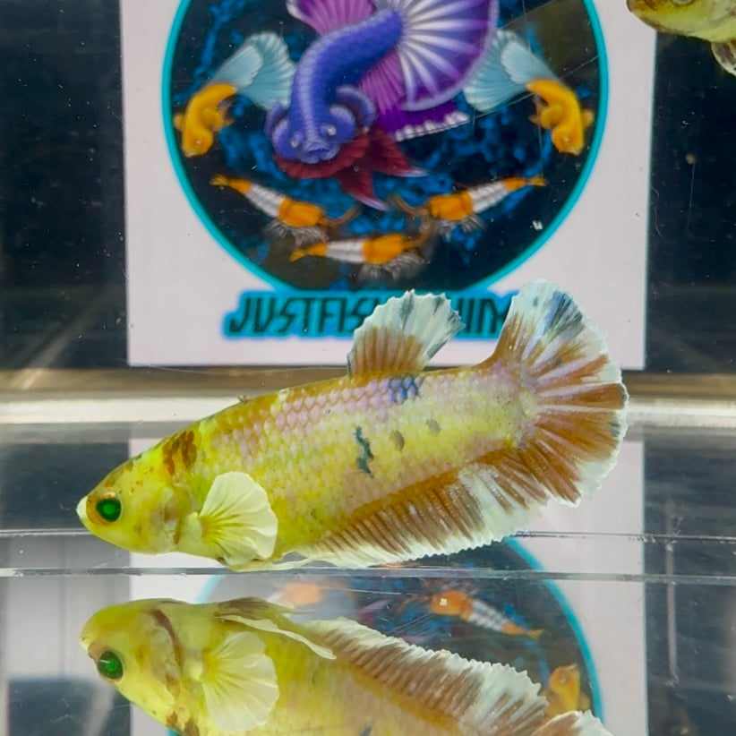 Dumbo Koi green eye - Female betta M28