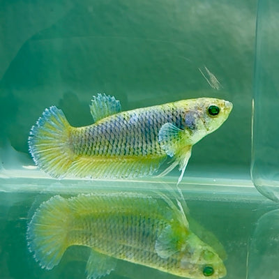 Plakat Blue Vanda Green Eye Female Betta #Au41