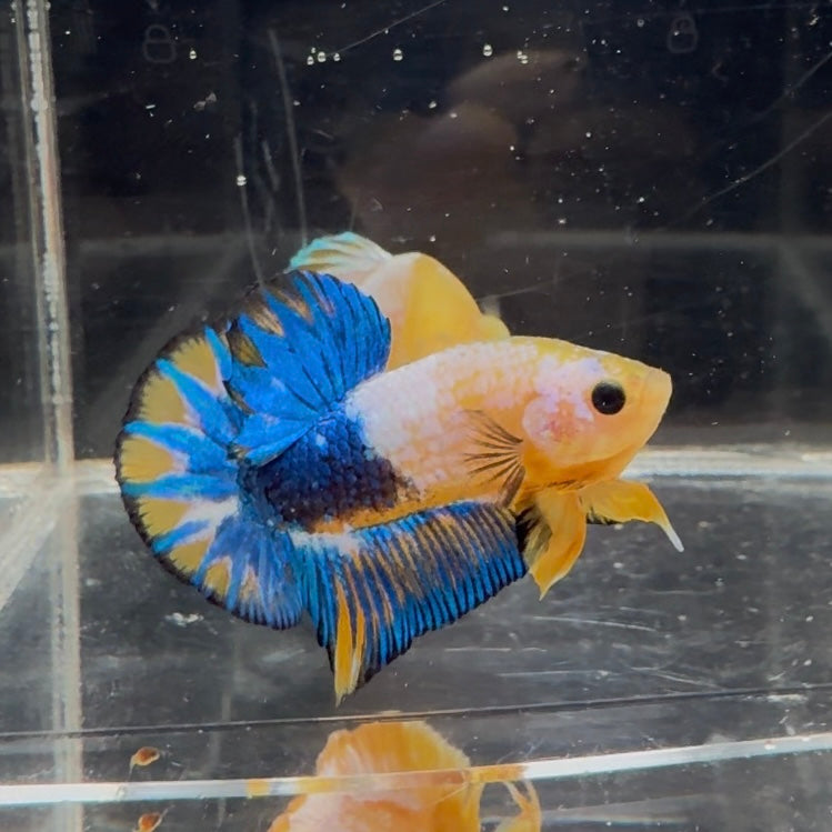 Yellow Fancy Copper Blue Star A01 Plakat - Male Betta
