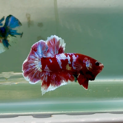 Plakat Red Gold Galaxy Male Betta #Jul25