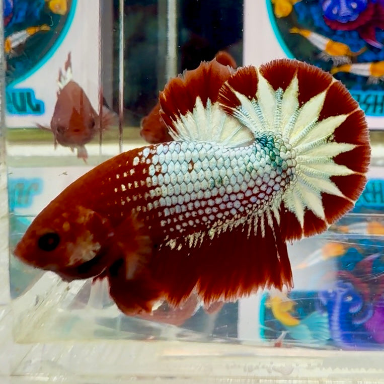 Red Fancy Copper Star tail - Male Betta M15