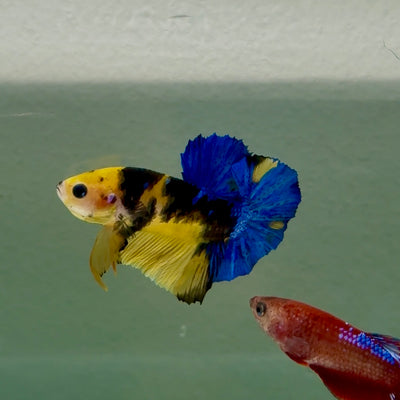 Plakat Koi Yellow Galaxy Male Betta #Ju60