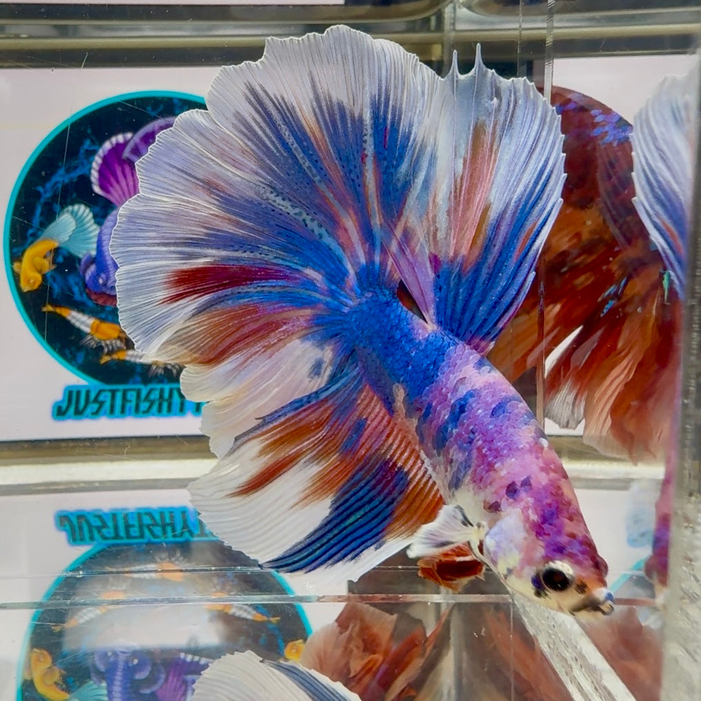 Koi Candy Multicolor Halfmoon - Male Betta M25